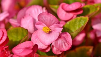 Photo of Cuidados com a planta Begonia semperflorens ou Sugar Flower