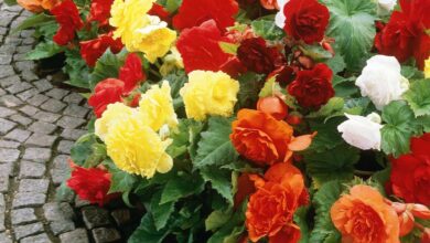 Photo of Cuidados com a planta Begonia x tuberhybrida ou Begonia tuberosa