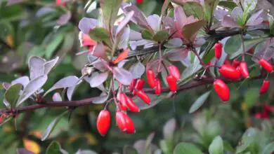 Photo of Cuidados com a planta Berberis thunbergii ou barberry vermelha