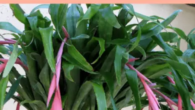 Photo of Cuidados com a planta Billbergia nutans, Bilbergia ou Queen’s Tears