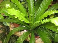 Photo of Cuidados com a planta Blechnum gibbum, Blecno ou samambaia forte