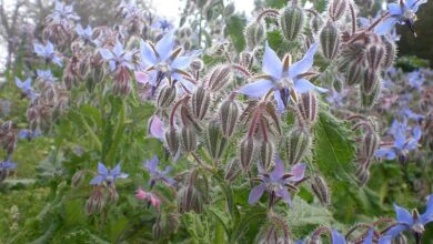 Photo of Cuidados com a planta Borago Officinalis ou Borage