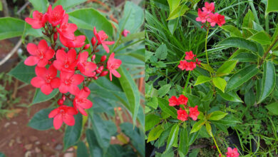 Photo of Cuidados com a planta Brachychiton acerifolius ou Brachyte vermelho