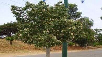 Photo of Cuidados com a planta Brachychiton discolor ou Brachichito rosa