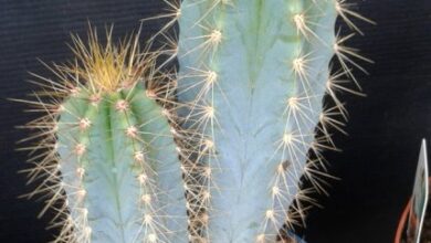 Photo of Cuidados com a planta Browningia hertlingiana ou Sanque grande