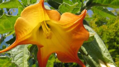 Photo of Cuidados com a planta Brugmansia suaveolens ou Trompetista