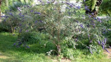 Photo of Cuidados com a planta Buddleja davidii ou Budelia