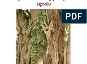 Photo of Cuidados com a planta Buddleja saligna ou com a falsa oliveira