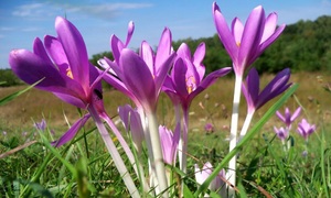 Photo of Cuidados com a planta bulbosa Colchicum ou açafrão selvagem