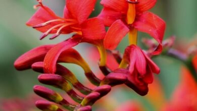 Photo of Cuidados com a planta bulbosa Crocosmia ou Montbretia