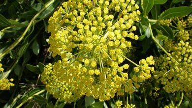 Photo of Cuidados com a planta Bupleurum fruticosum, Matabuey ou Adelfilla