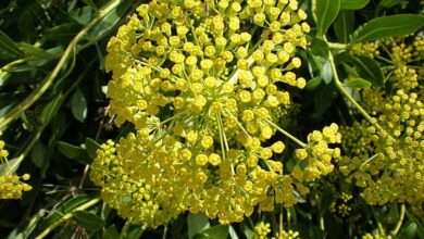 Photo of Cuidados com a planta Bupleurum fruticosum, Matabuey ou Adelfilla