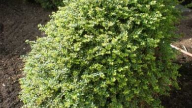 Photo of Cuidados com a planta Buxus sempervirens, Boxwood ou Boje