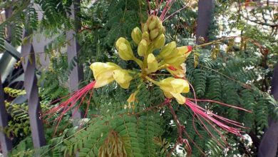 Photo of Cuidados com a planta Caesalpinia gilliesii ou Poinciana