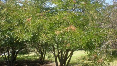 Photo of Cuidados com a planta Caesalpinia spinosa, Huarango ou Tara