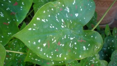 Photo of Cuidados com a planta Caladium bicolor, Capotillo ou Caladio