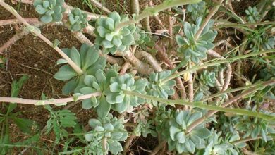 Photo of Cuidados com a planta Calandrinia crassifolia ou Quiaca