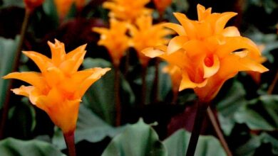 Photo of Cuidados com a planta Calathea crocata ou Calatea