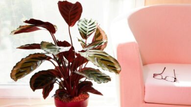 Photo of Cuidados com a planta Calathea roseopicta ou Calatea rosea