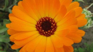 Photo of Cuidados com a planta Calendula officinalis, Calendula ou Marigold