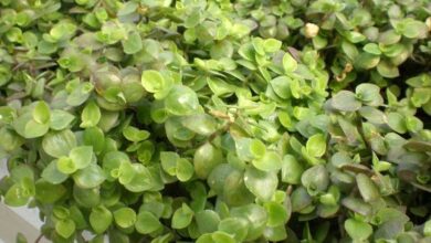 Photo of Cuidados com a planta Callisia repens ou Calisia