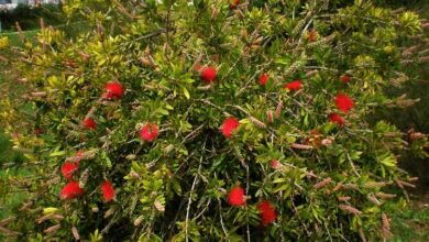 Photo of Cuidados com a planta Callistemon citrinus ou Limpiatubos rojo