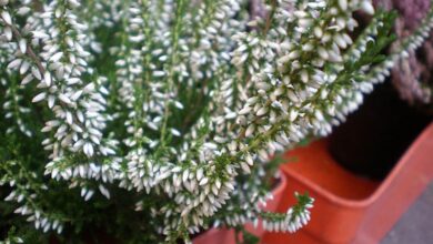 Photo of Cuidados com a planta Calluna vulgaris, Heather ou Brecina