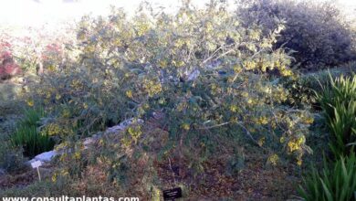 Photo of Cuidados com a planta Calpurnia aurea ou Calpurnia común