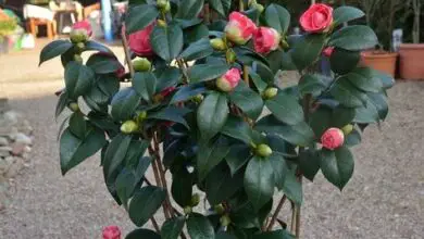 Photo of Cuidados com a planta Camellia sasanqua ou Natal Camellia