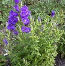 Photo of Cuidados com a planta Campanula média, Lanternas ou Pucheritos