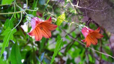 Photo of Cuidados com a planta Canarina canariensis, Canarina ou Bicacaro