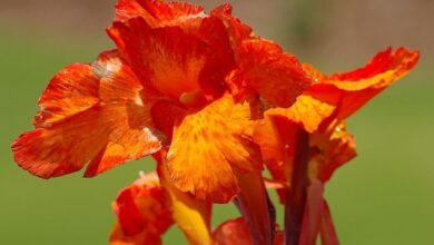 Photo of Cuidados com a planta Canna indica, Achira ou Caña de Indias