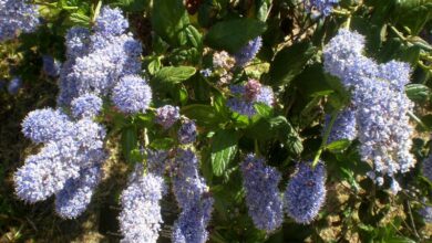 Photo of Cuidados com a planta Ceanothus thyrsiflorus ou California Lilac