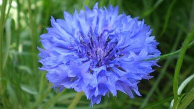 Photo of Cuidados com a planta Centaurea cyanus, Aciano ou Azulejo