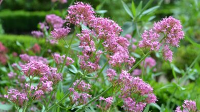 Photo of Cuidados com a planta Centranthus ruber, Milamores ou Valeriana vermelha