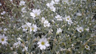 Photo of Cuidados com a planta Cerastium tomentosum ou Cerastio