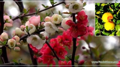 Photo of Cuidados com a planta Chaenomeles japonica ou marmelo japonês