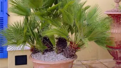 Photo of Cuidados com a planta Chamaerops humilis ou Heart of palm