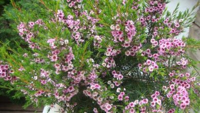 Photo of Cuidados com a planta Chamelaucium uncinatum ou Waxflower