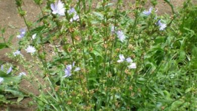 Photo of Cuidados com a planta Cichorium intybus ou Chicória