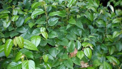 Photo of Cuidados com a planta Cissus antarctica ou Ciso