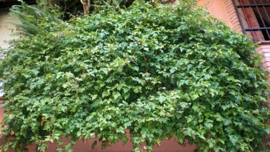 Photo of Cuidados com a planta Cissus rhombifolia ou Roiciso