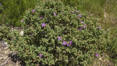 Photo of Cuidados com a planta Cistus albidus ou sacarose branca