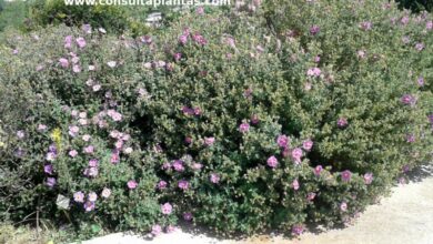 Photo of Cuidados com a planta Cistus creticus ou Cisto macho