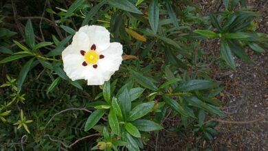 Photo of Cuidados com a planta Cistus ladanifer, Estepa ladanifera ou Jara