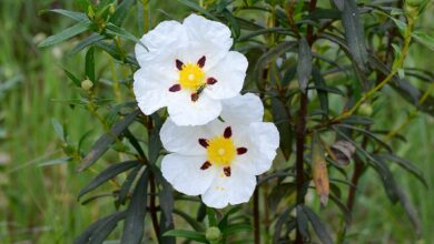 Photo of Cuidados com a planta Cistus monspeliensis ou Black Jaguar