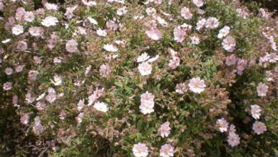 Photo of Cuidados com a planta Cistus parviflorus ou Cistus cymosus