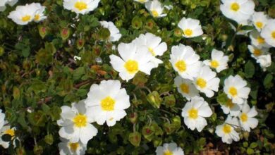 Photo of Cuidados com a planta Cistus salviifolius ou Jara negra