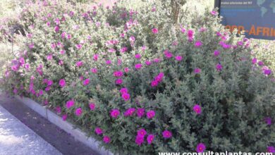 Photo of Cuidados com a planta Cistus x pulverulentus, Estepa ou Jara