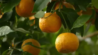 Photo of Cuidados com a planta Citrus aurantium ou laranja amarga